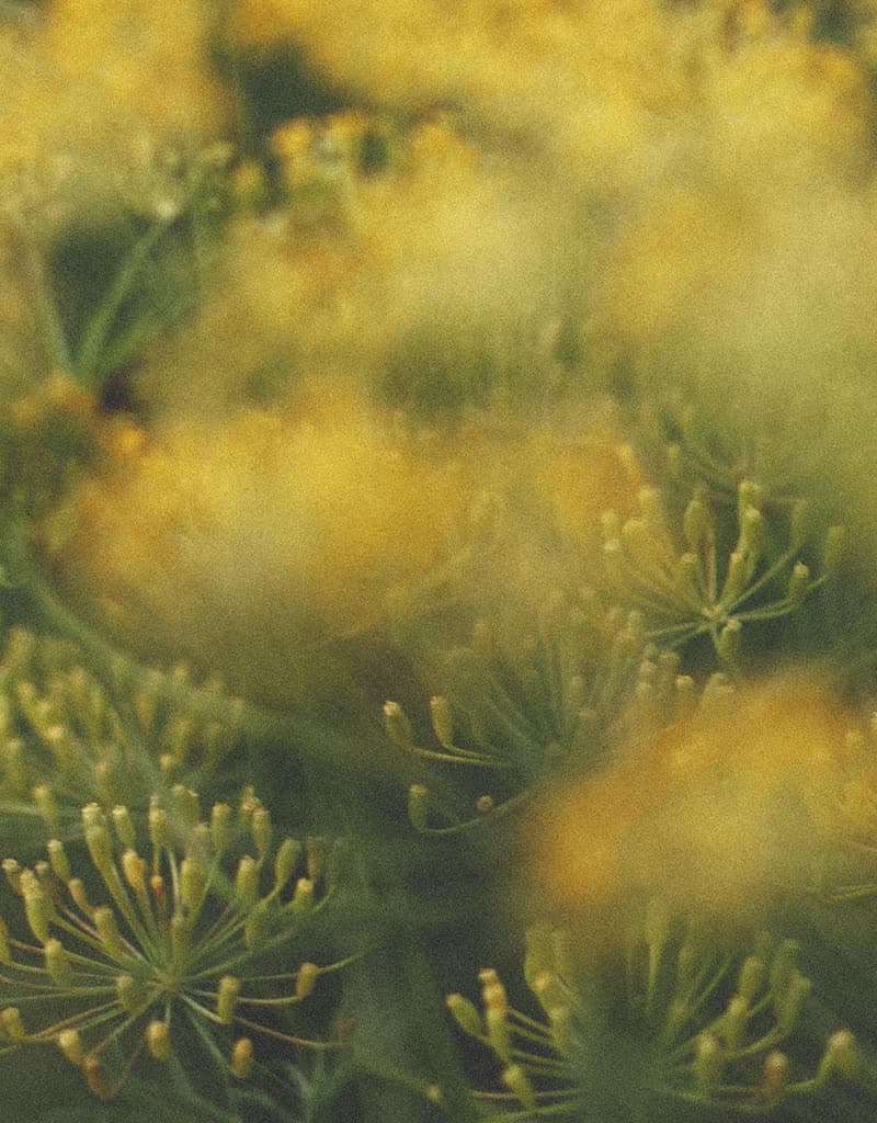 Soft-focus close-up of yellow dill flowers in a meadow