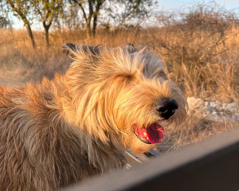 Lou, one of Ash's dogs