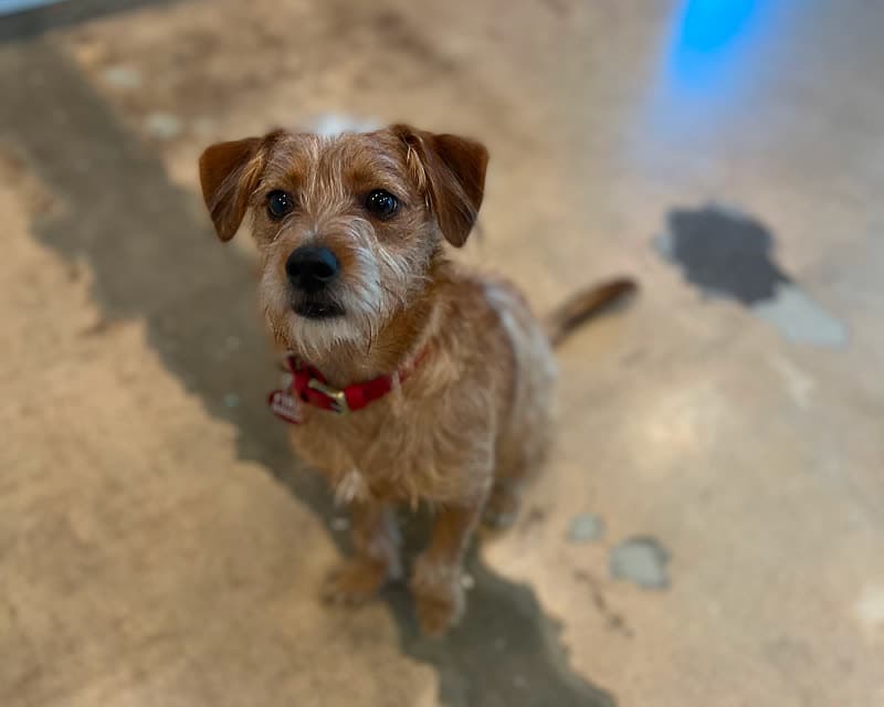 Max, one of Ash's dogs